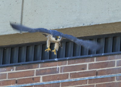 Peregrine Falcon, female taking off