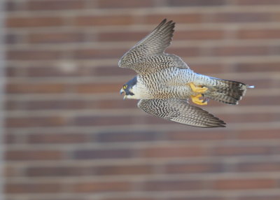 Peregrine Falcon, female loops and returns