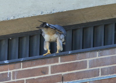Peregrine Falcon, female with no leg bands