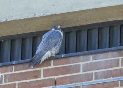Peregrine Falcon, female calling male again