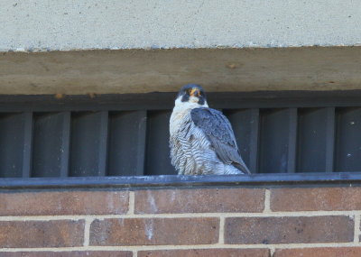 Peregrine Falcon, male waiting quietly
