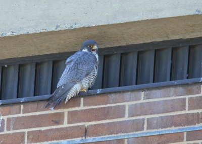 Peregrine Falcon, female continues calling 