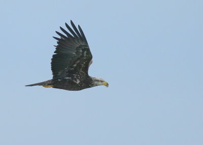 Bald Eagle, subadult, III