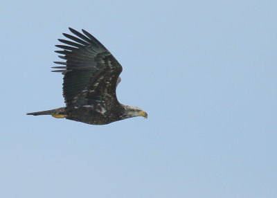Bald Eagle, subadult, III