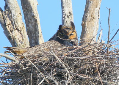 Great Horned Owl, female on nest!