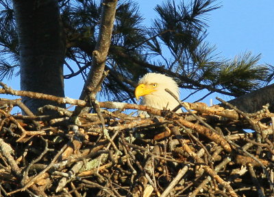 Bald Eagle, female on nest
