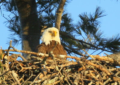 Bald Eagle, female on nest