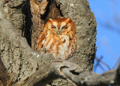 Eastern Screech Owl, red phase 