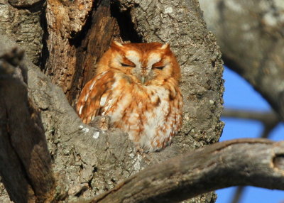 Eastern Screech Owl, red phase 