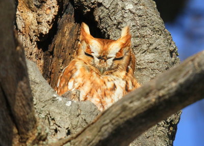 Eastern Screech Owl, red phase 