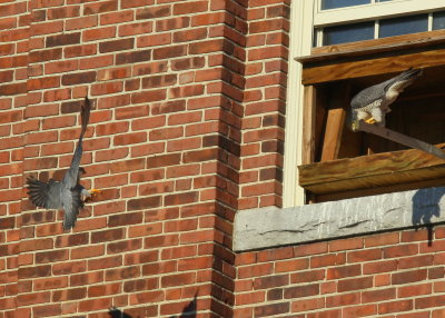 Peregrine Falcons, male arrives nest box
