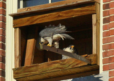 Peregrine Falcons, courtship mode