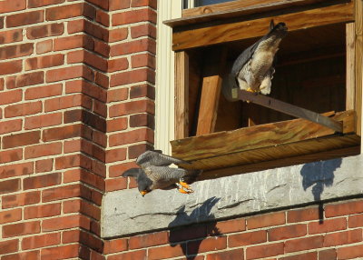 Peregrine Falcons, male departing