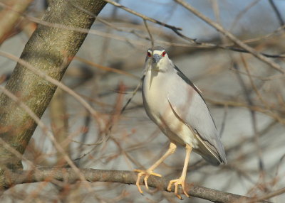 Black-crowned Night Heron