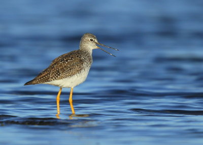 Greater Yellowlegs