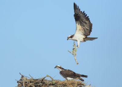Osprey,nest building