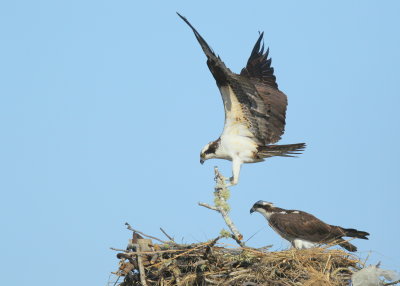 Osprey,nest building