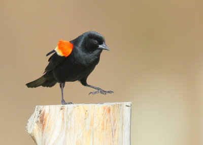 Red-winged Blackbird dancing
