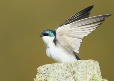 Tree Swallow flapping