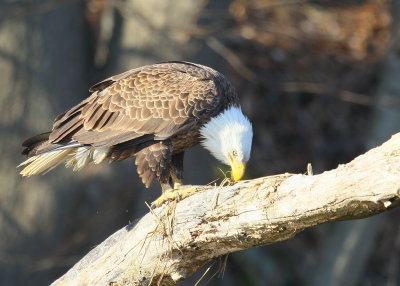 Bald Eagle, adult 