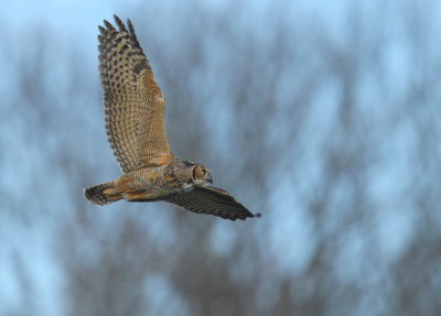 Great Horned Owl, adult in flight