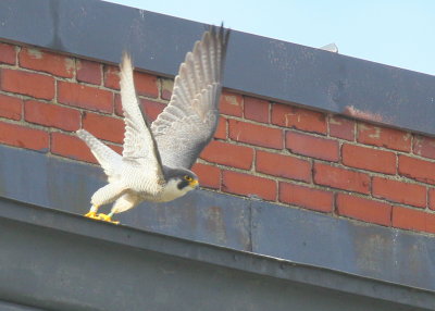 2015 Haverhill Peregrine Falcons