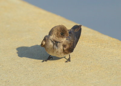 Northern Rough-winged Swallow