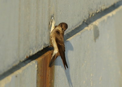 Northern Rough-winged Swallow exploring