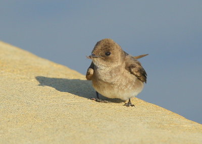 Northern Rough-winged Swallow with bug