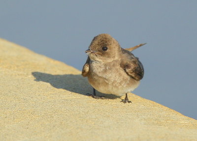 Northern Rough-winged Swallow with bug