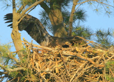 Bald eagle, juvenile, wing flapping