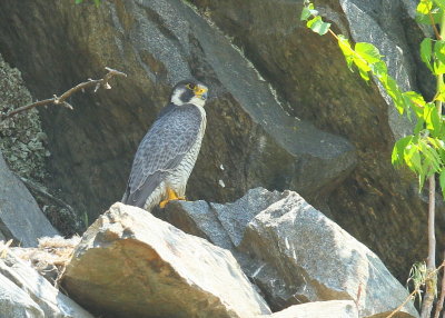 2015 Peregrine Falcons, Woburn, MA 