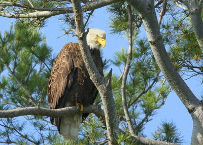 Bald Eagle, female watching over chick