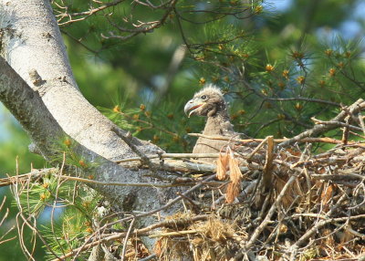 Bald Eagle, chick