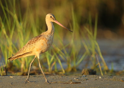 Marbled Godwit