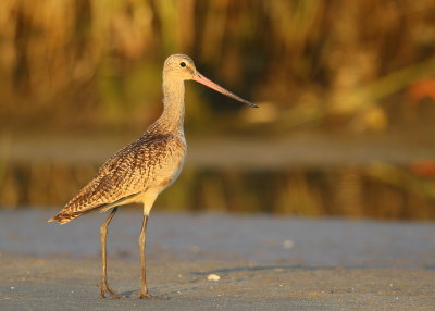 Marbled Godwit