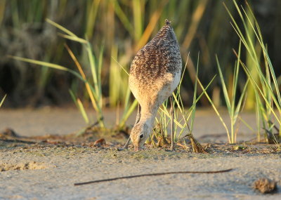 Marbled Godwit