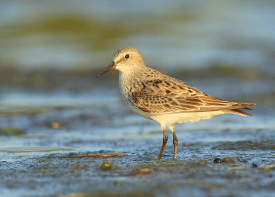 Semipalmated Sandpiper