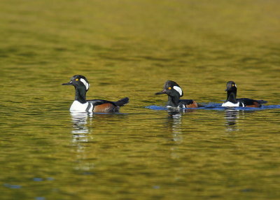 Hooded Merganser, adult males