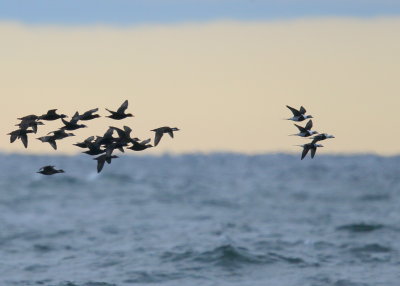 Long-tailed Ducks with Scoters behind