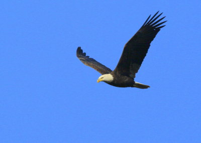 Bald Eagle, adult 