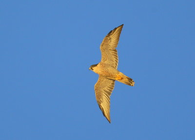 Pergrine Falcon