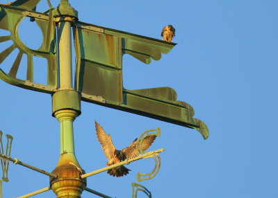 Pergrine Falcons