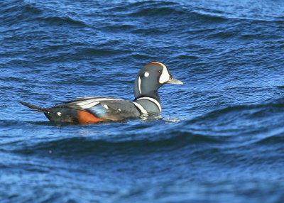Harlequin Duck, adult male