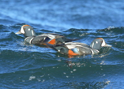Harlequin Duck, adult males
