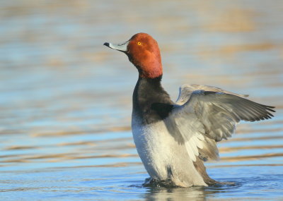 Redhead Duck, adult male