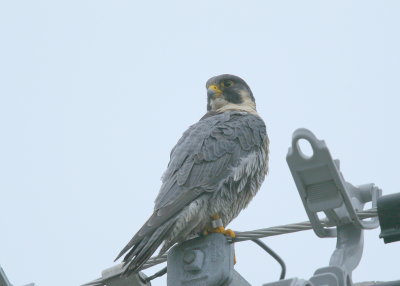 Peregrine Falcon, male: leg band 6/4 