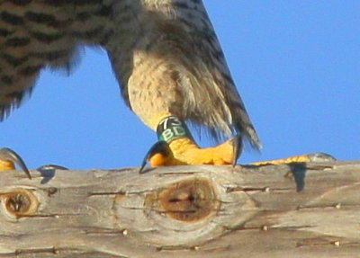 Peregrine Falcon, female (leg bands 73/BD)