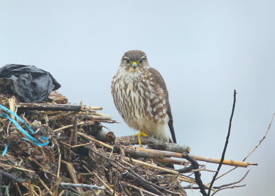 Merlin, female