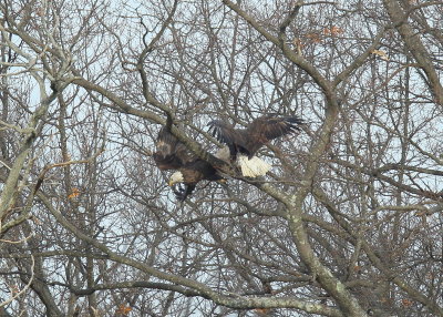 Bald Eagle adults in a tree tangle